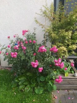 Beetrose 'Pomponella' ® 26 Beetrose 'Pomponella' ® -Edelrosen Geschaft beetrose pomponella m009316 738470 0