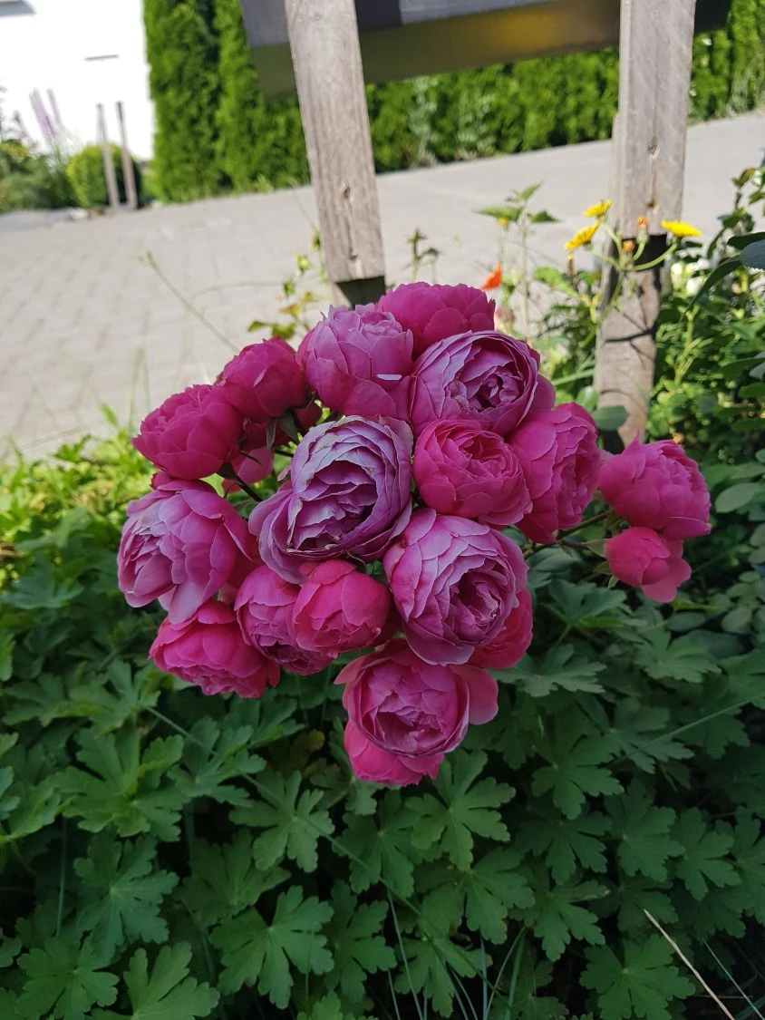 Beetrose 'Pomponella' ® 12 Beetrose 'Pomponella' ® – Bild 12