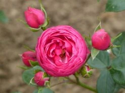 Beetrose 'Pomponella' ® 27 Beetrose 'Pomponella' ® -Edelrosen Geschaft beetrose pomponella m009316 765787 0