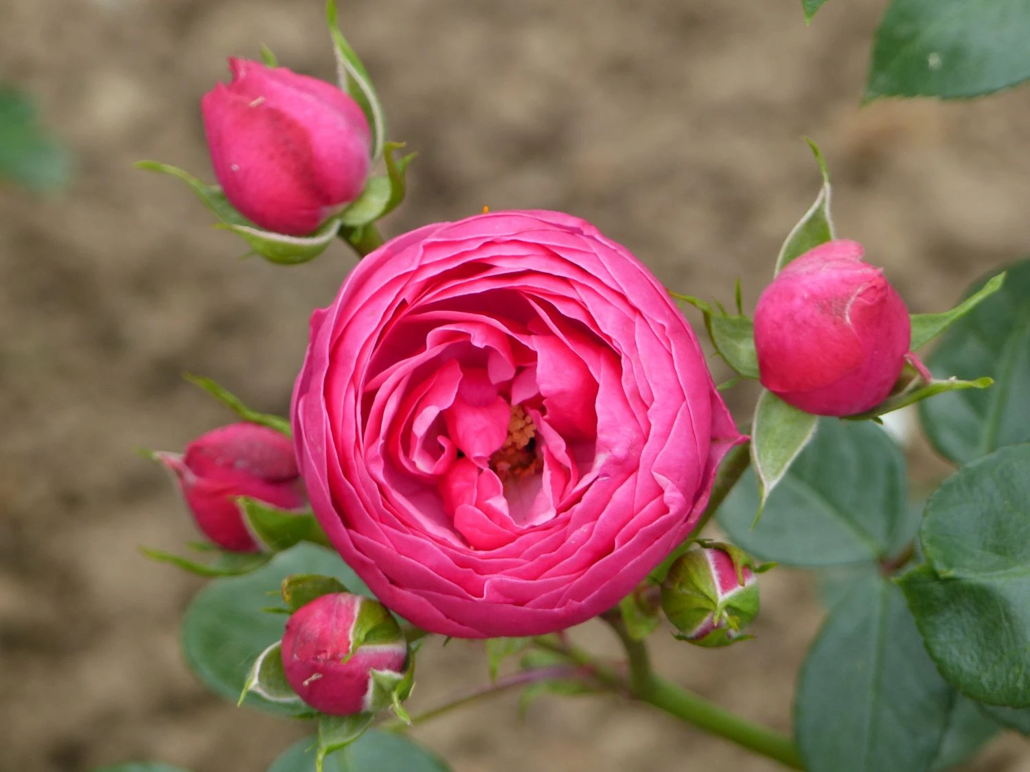 Beetrose 'Pomponella' ® 11 Beetrose 'Pomponella' ® – Bild 11