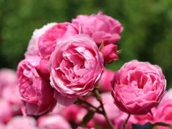 Ausgewählte Produkte 1 Beetrose 'Pomponella' ®