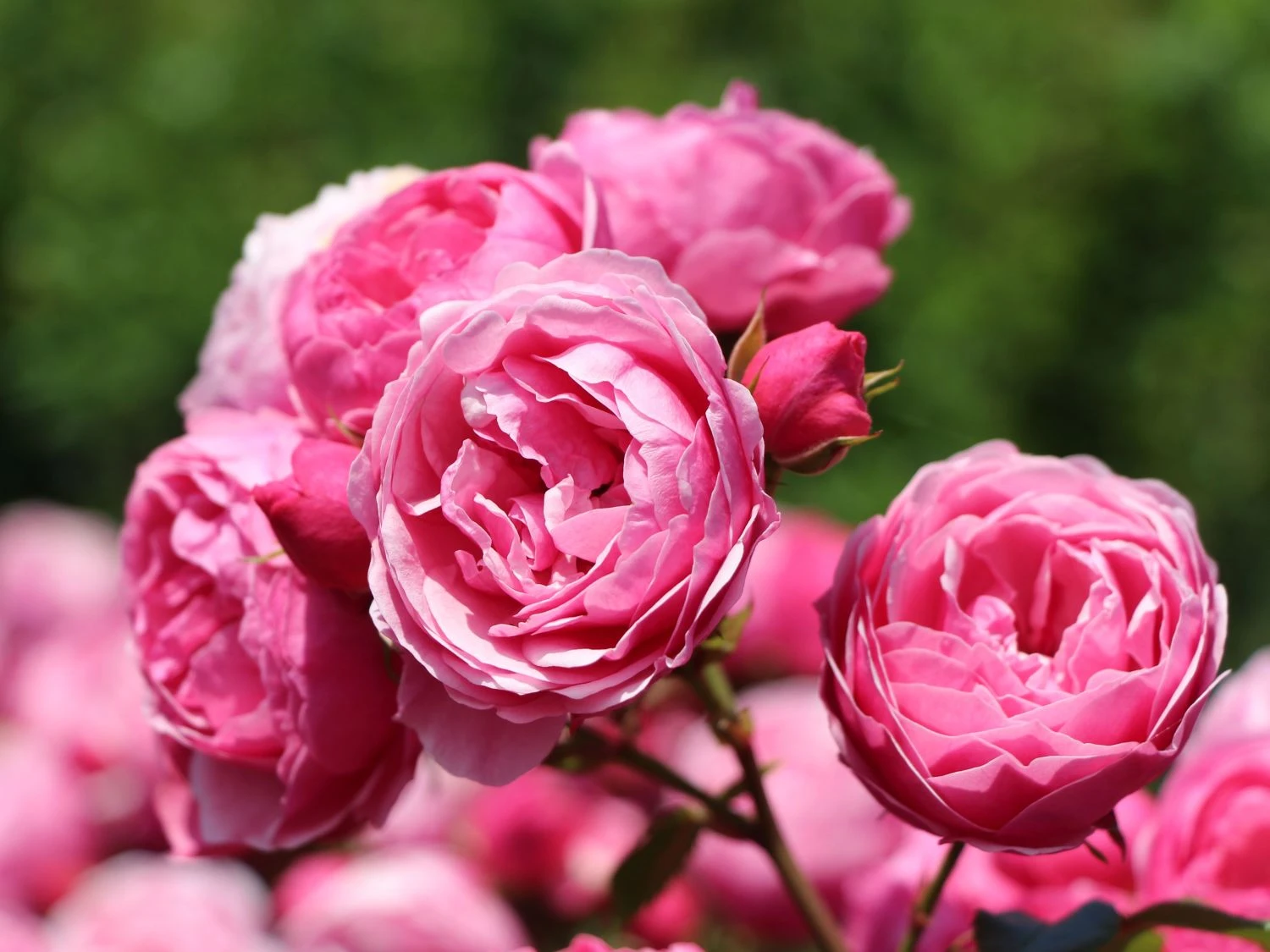 Beetrose 'Pomponella' ® 1 Beetrose 'Pomponella' ®