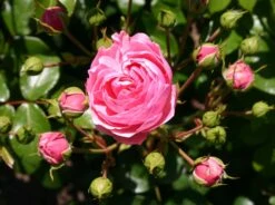 Beetrose 'Pomponella' ® 25 Beetrose 'Pomponella' ® -Edelrosen Geschaft beetrose pomponella m009316 w 0