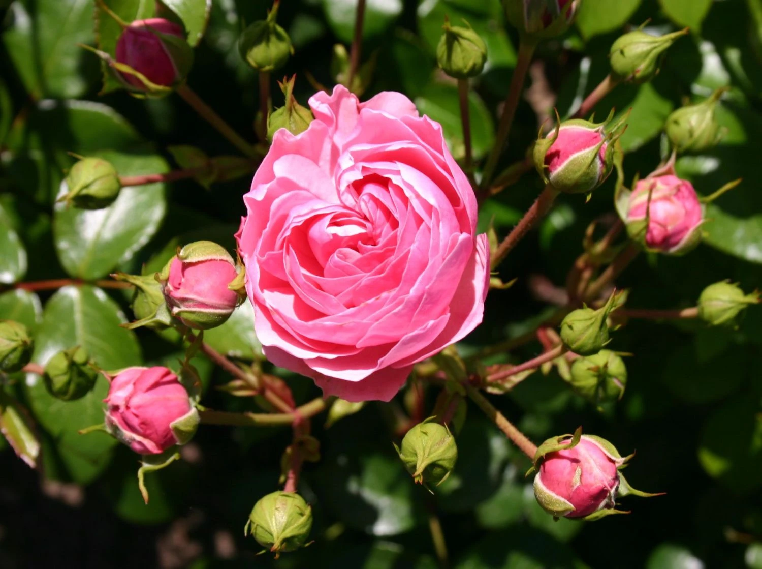 Beetrose 'Pomponella' ® 9 Beetrose 'Pomponella' ® – Bild 9