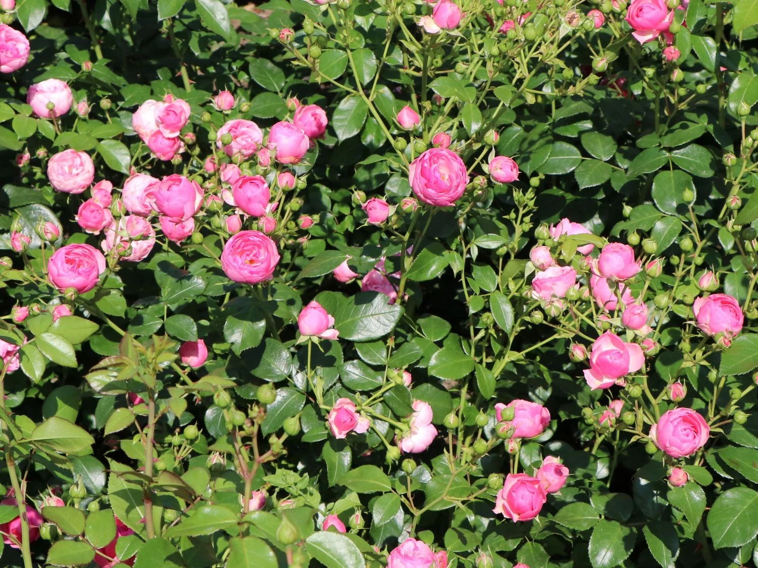 Beetrose 'Pomponella' ® 4 Beetrose 'Pomponella' ® – Bild 4