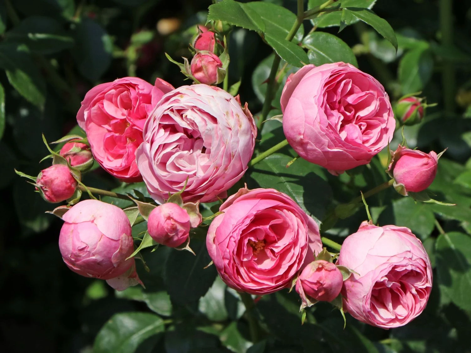 Beetrose 'Pomponella' ® 3 Beetrose 'Pomponella' ® – Bild 3