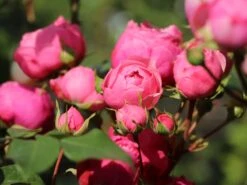 Beetrose 'Pomponella' ® 24 Beetrose 'Pomponella' ® -Edelrosen Geschaft beetrose pomponella m009316 w 4