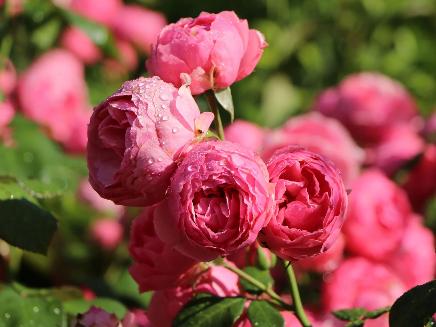 Beetrose 'Pomponella' ® 5 Beetrose 'Pomponella' ® – Bild 5