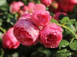 Beetrose 'Pomponella' ® 22 Beetrose 'Pomponella' ® -Edelrosen Geschaft beetrose pomponella m009316 w 7