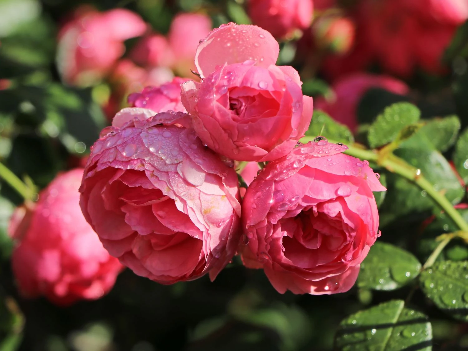 Beetrose 'Pomponella' ® 6 Beetrose 'Pomponella' ® – Bild 6