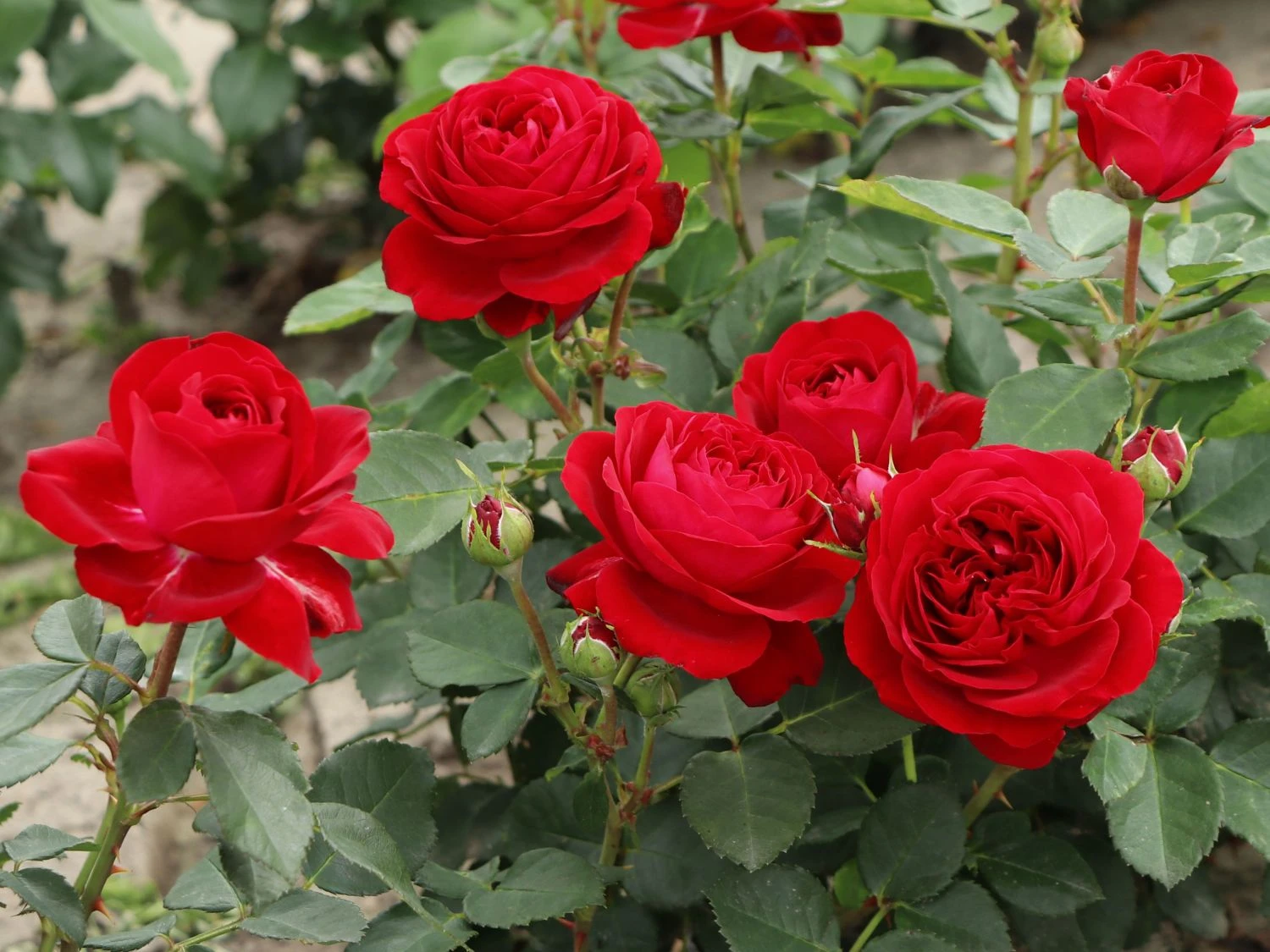 Beetrose 'Red Flower Circus' ® 1 Beetrose 'Red Flower Circus' ®