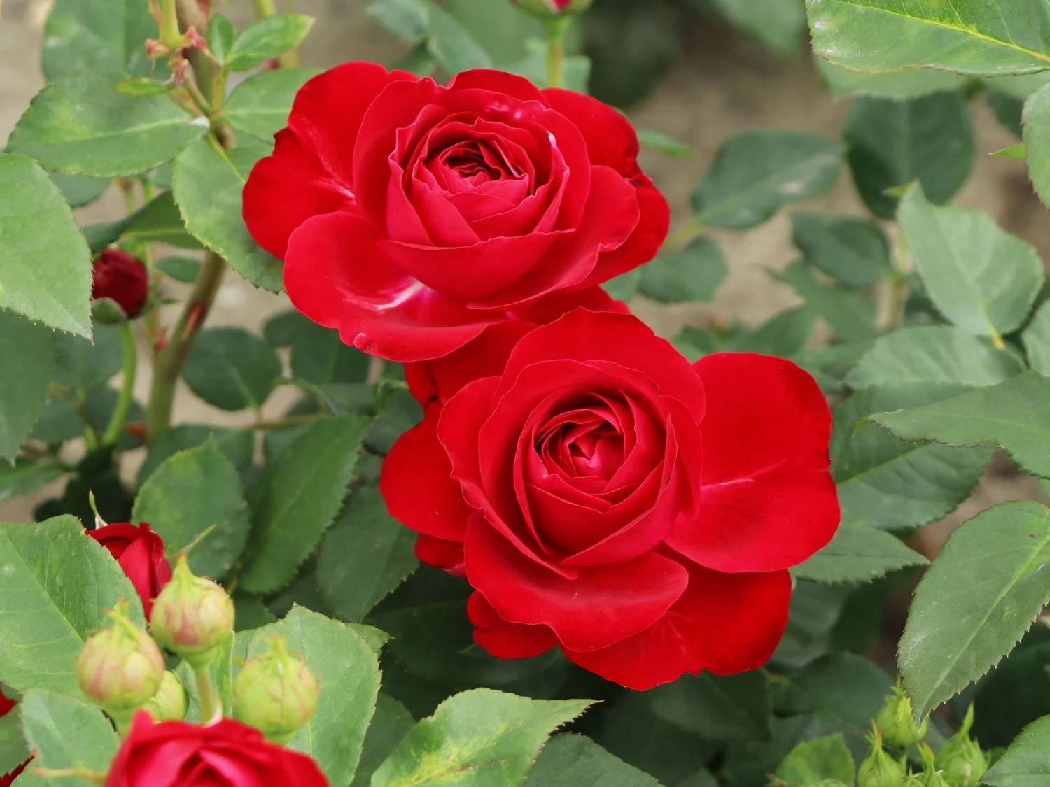 Beetrose 'Red Flower Circus' ® 2 Beetrose 'Red Flower Circus' ® – Bild 2