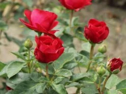 Beetrose 'Red Flower Circus' ® 12 Beetrose 'Red Flower Circus' ® -Edelrosen Geschaft beetrose red flower circus m122001 w 1