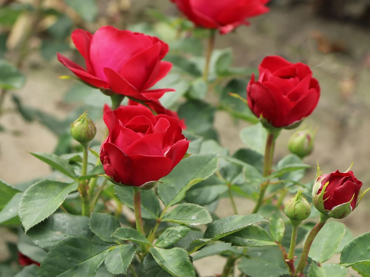 Beetrose 'Red Flower Circus' ® 3 Beetrose 'Red Flower Circus' ® – Bild 3