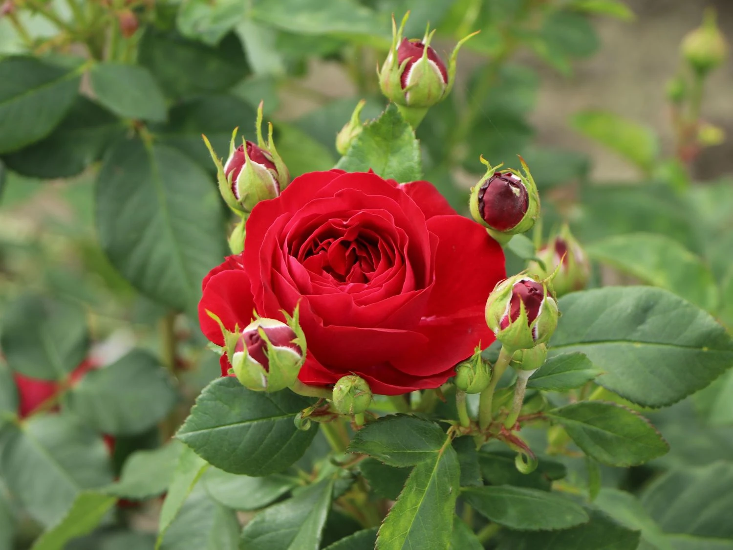 Beetrose 'Red Flower Circus' ® 6 Beetrose 'Red Flower Circus' ® – Bild 6