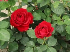 Beetrose 'Red Flower Circus' ® 16 Beetrose 'Red Flower Circus' ® -Edelrosen Geschaft beetrose red flower circus m122001 w 3