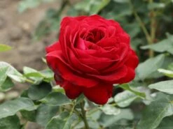 Beetrose 'Red Flower Circus' ® 13 Beetrose 'Red Flower Circus' ® -Edelrosen Geschaft beetrose red flower circus m122001 w 4