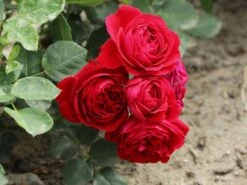 Beetrose 'Red Flower Circus' ® 14 Beetrose 'Red Flower Circus' ® -Edelrosen Geschaft beetrose red flower circus m122001 w 5