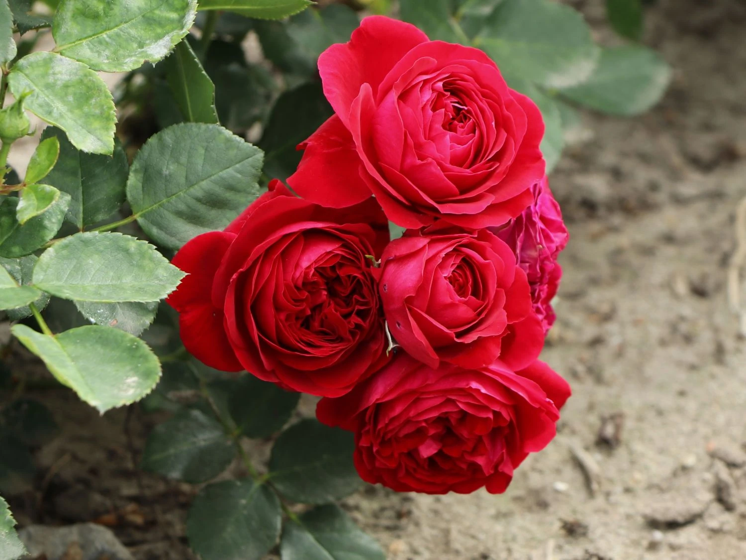 Beetrose 'Red Flower Circus' ® 5 Beetrose 'Red Flower Circus' ® – Bild 5