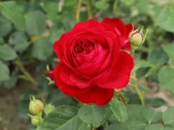 Beetrose 'Red Flower Circus' ® 18 Beetrose 'Red Flower Circus' ® -Edelrosen Geschaft beetrose red flower circus m122001 w 6