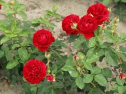 Beetrose 'Red Flower Circus' ® 19 Beetrose 'Red Flower Circus' ® -Edelrosen Geschaft beetrose red flower circus m122001 w 7