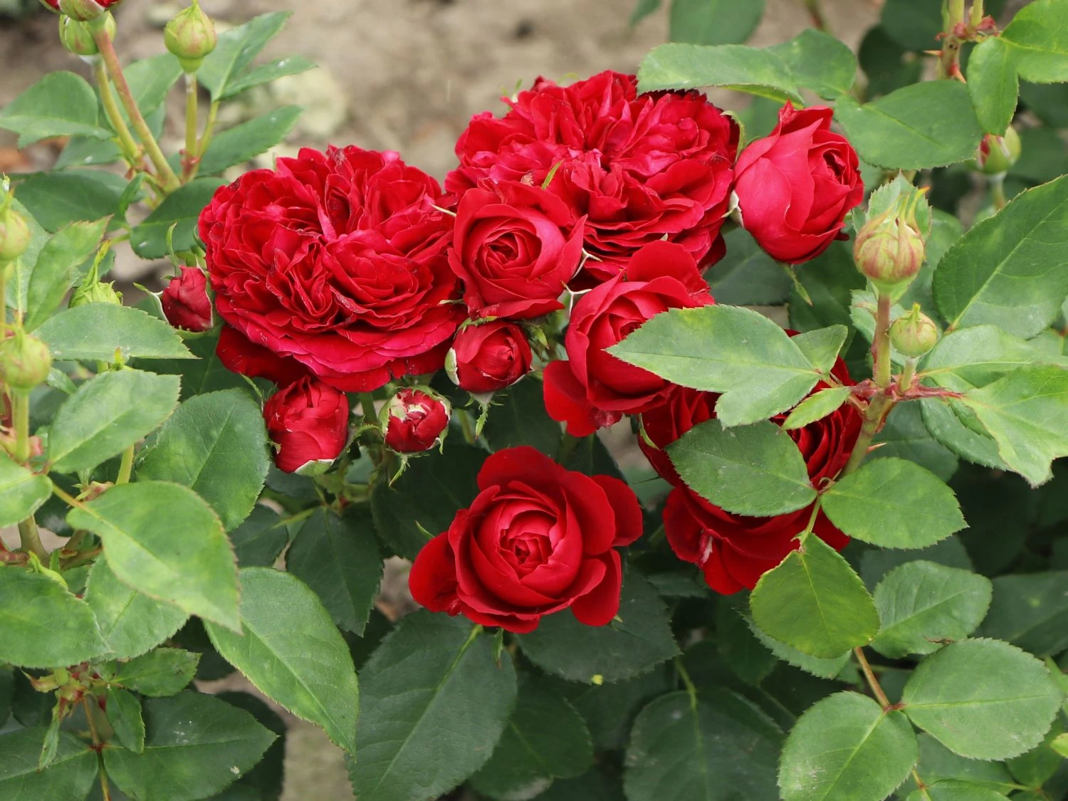 Beetrose 'Red Flower Circus' ® 8 Beetrose 'Red Flower Circus' ® – Bild 8