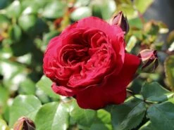 Beetrose 'Red Leonardo Da Vinci' ® -Edelrosen Geschaft beetrose red leonardo da vinci m003482 w 0