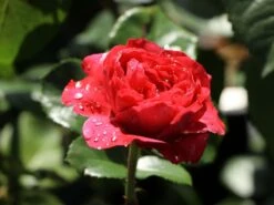 Beetrose 'Red Leonardo Da Vinci' ® -Edelrosen Geschaft beetrose red leonardo da vinci m003482 w 3