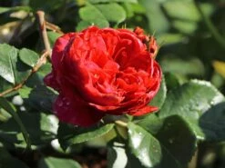 Beetrose 'Red Leonardo Da Vinci' ® -Edelrosen Geschaft beetrose red leonardo da vinci m003482 w 5