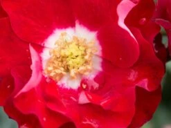 Beetrose 'Rose Der Einheit' ® -Edelrosen Geschaft beetrose rose der einheit m099229 w 0