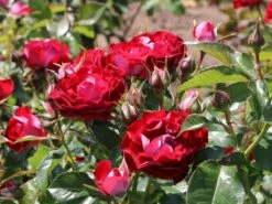 Beetrose 'Rose Der Einheit' ® -Edelrosen Geschaft beetrose rose der einheit m099229 w 2