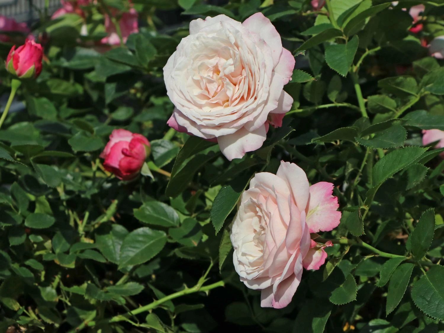 Beetrose 'Rosenfaszination' ® 4 Beetrose 'Rosenfaszination' ® – Bild 4