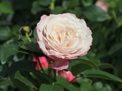 Beetrose 'Rosenfaszination' ® 12 Beetrose 'Rosenfaszination' ® -Edelrosen Geschaft beetrose rosenfaszination m099193 w 2