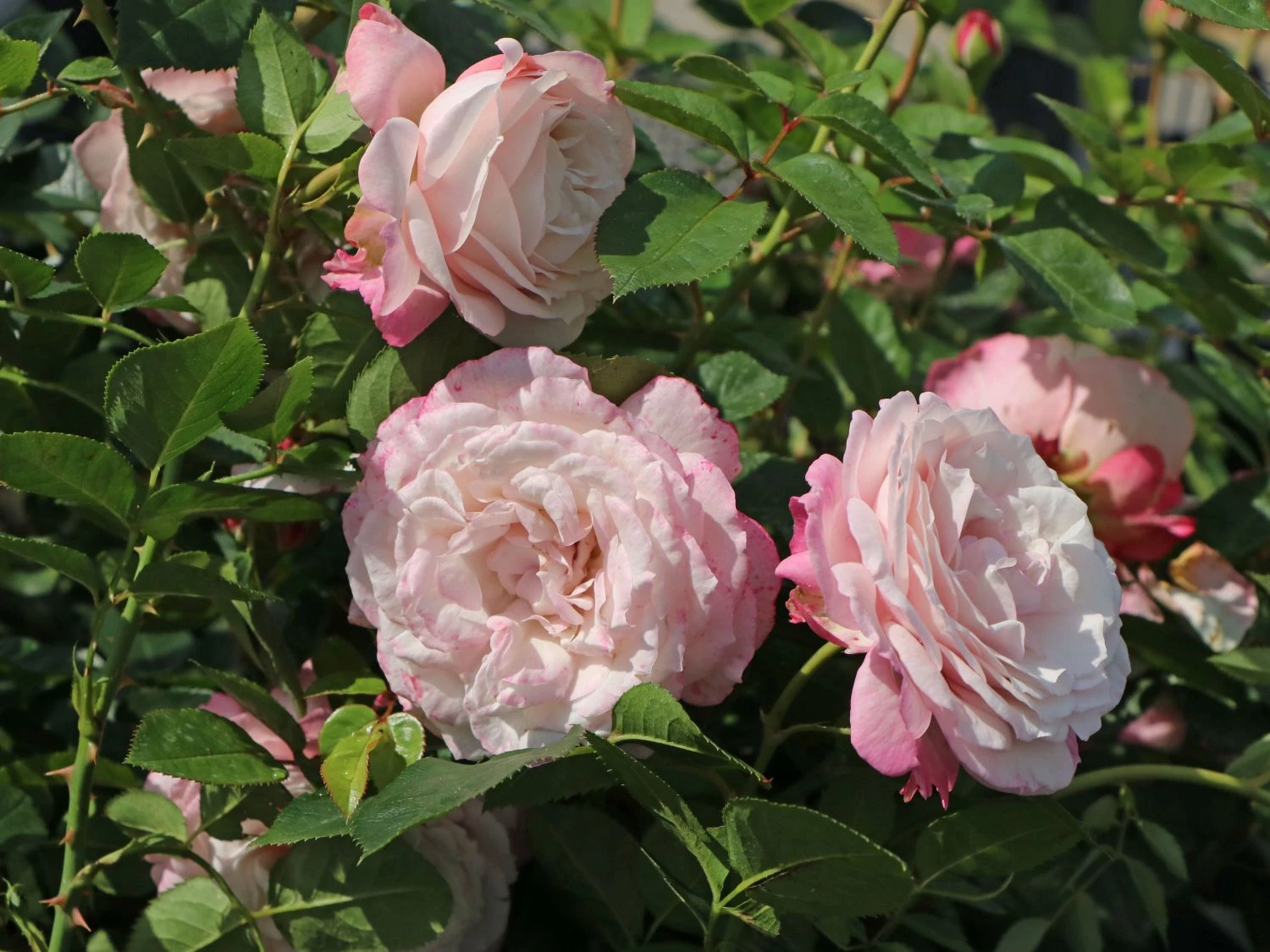 Beetrose 'Rosenfaszination' ® 5 Beetrose 'Rosenfaszination' ® – Bild 5