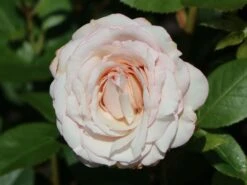 Beetrose 'Rosenfaszination' ® 15 Beetrose 'Rosenfaszination' ® -Edelrosen Geschaft beetrose rosenfaszination m099193 w 4