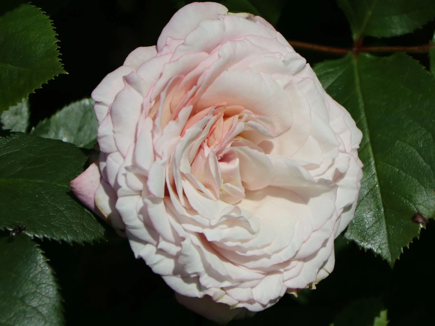 Beetrose 'Rosenfaszination' ® 9 Beetrose 'Rosenfaszination' ® – Bild 9