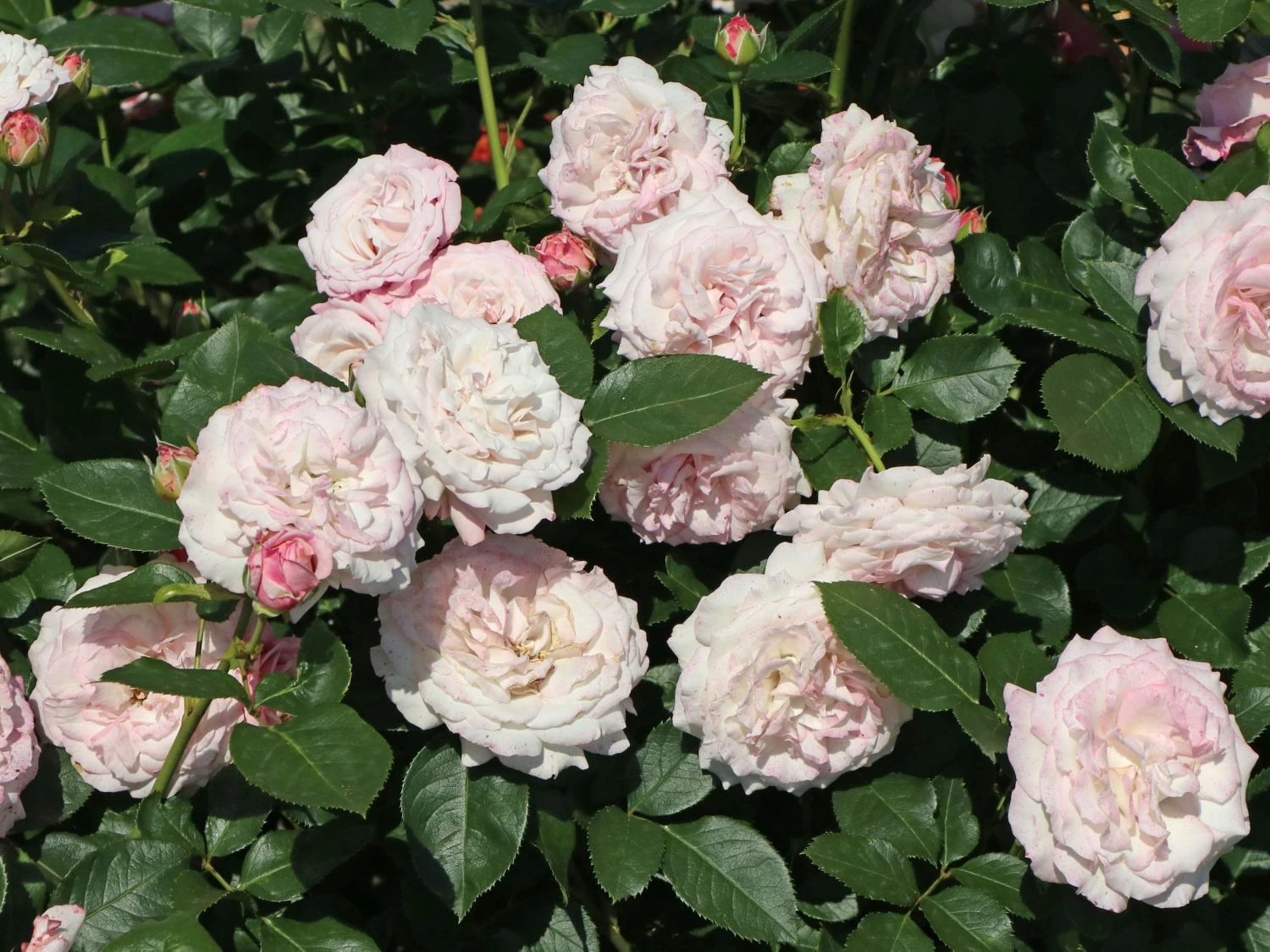 Beetrose 'Rosenfaszination' ® 7 Beetrose 'Rosenfaszination' ® – Bild 7