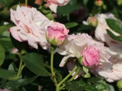 Beetrose 'Rosenfaszination' ® 19 Beetrose 'Rosenfaszination' ® -Edelrosen Geschaft beetrose rosenfaszination m099193 w 7