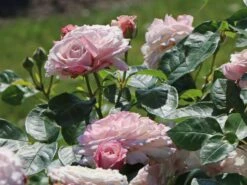 Beetrose 'Rosenfaszination' ® 17 Beetrose 'Rosenfaszination' ® -Edelrosen Geschaft beetrose rosenfaszination m099193 w 8