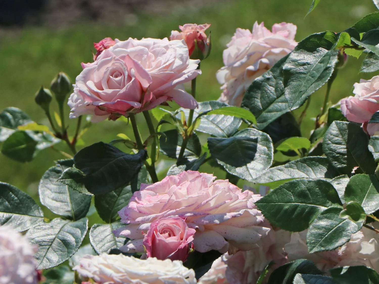 Beetrose 'Rosenfaszination' ® 8 Beetrose 'Rosenfaszination' ® – Bild 8