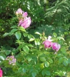 Beetrose 'Rosenfee' ® 19 Beetrose 'Rosenfee' ® -Edelrosen Geschaft beetrose rosenfee m048666 430730 0