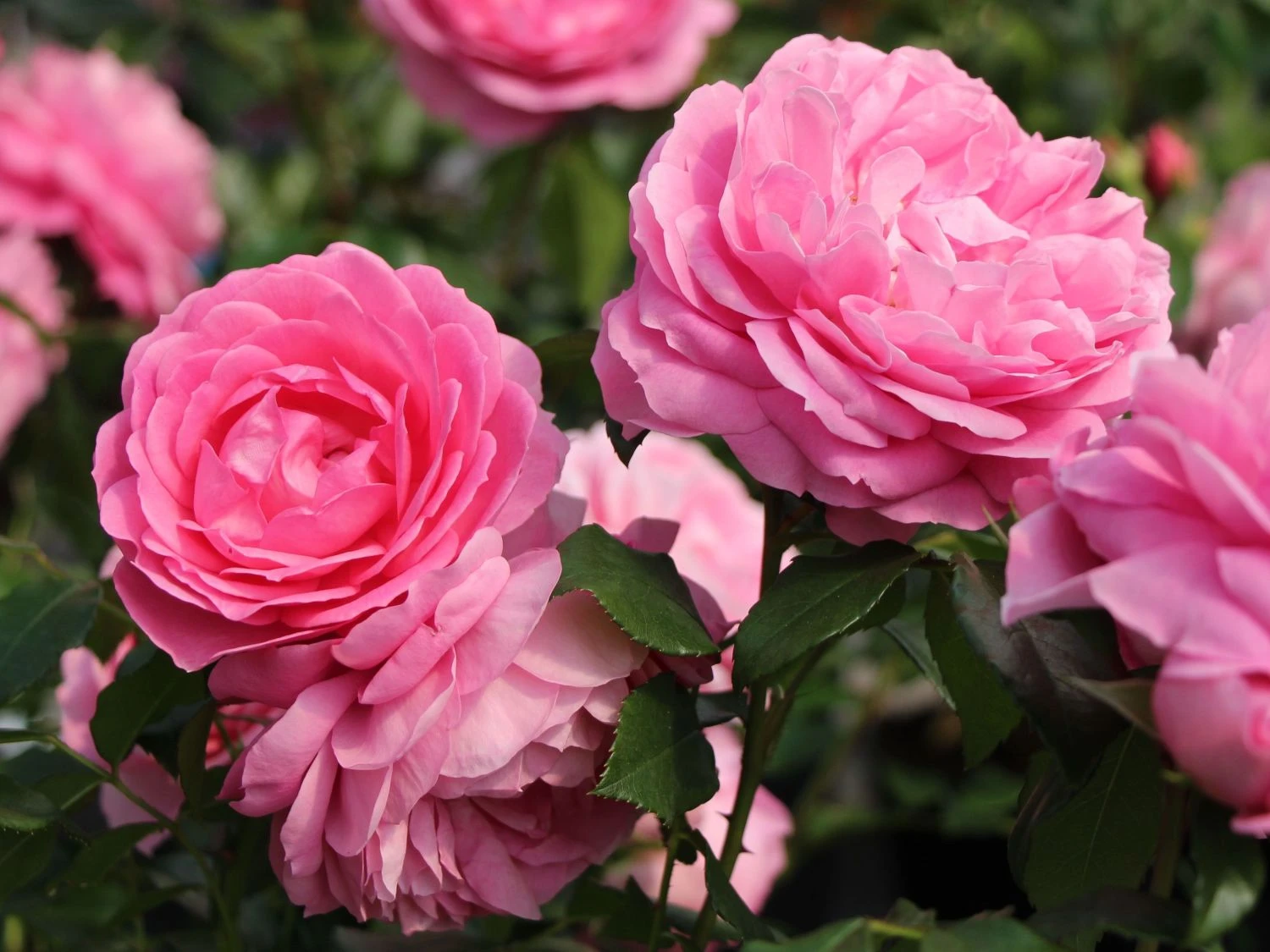 Beetrose 'Rosenfee' ® 1 Beetrose 'Rosenfee' ®