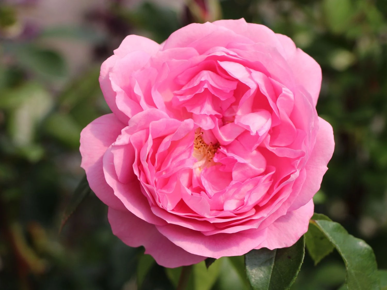 Beetrose 'Rosenfee' ® 8 Beetrose 'Rosenfee' ® – Bild 8