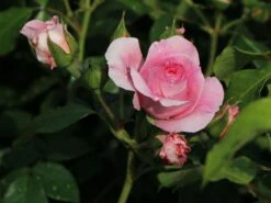 Beetrose 'Rosenfee' ® 14 Beetrose 'Rosenfee' ® -Edelrosen Geschaft beetrose rosenfee m048666 w 2