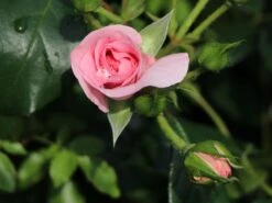 Beetrose 'Rosenfee' ® 12 Beetrose 'Rosenfee' ® -Edelrosen Geschaft beetrose rosenfee m048666 w 3