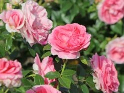 Beetrose 'Rosenfee' ® 16 Beetrose 'Rosenfee' ® -Edelrosen Geschaft beetrose rosenfee m048666 w 4