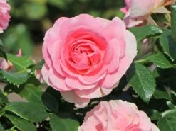 Beetrose 'Rosenfee' ® 18 Beetrose 'Rosenfee' ® -Edelrosen Geschaft beetrose rosenfee m048666 w 5