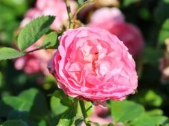 Beetrose 'Rosenfee' ® 15 Beetrose 'Rosenfee' ® -Edelrosen Geschaft beetrose rosenfee m048666 w 6