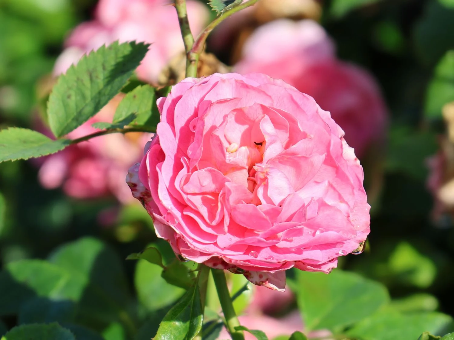 Beetrose 'Rosenfee' ® 6 Beetrose 'Rosenfee' ® – Bild 6