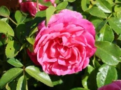 Beetrose 'Rosenfee' ® 13 Beetrose 'Rosenfee' ® -Edelrosen Geschaft beetrose rosenfee m048666 w 7